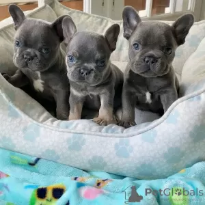 Photo №1. bouledogue - à vendre en ville de Tornio | 450€ | Annonce №84231