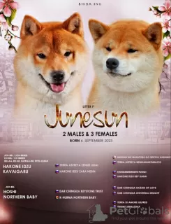 Photo №4. Je vais vendre shiba en ville de Minsk. de la fourrière - prix - négocié