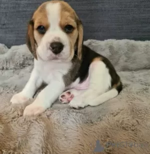 Photo №1. beagle - à vendre en ville de Vilnius | négocié | Annonce №94422