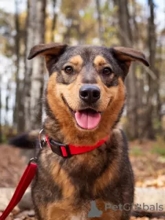 Photos supplémentaires: L'adorable chien Axel cherche un foyer !