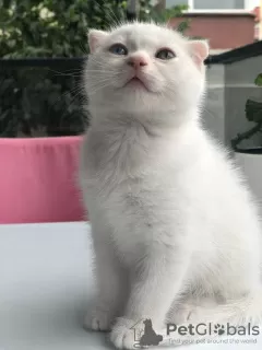 Photo №3. Chat Scottish fold. Turquie