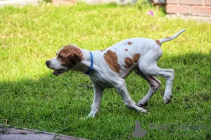 Photos supplémentaires: Chiots pointeur anglais.