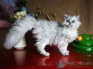 Photo №1. selkirk rex à longs poils - à vendre en ville de Rostov-sur-le-Don | négocié | Annonce № 43861