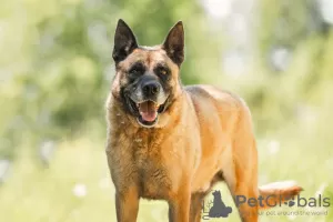 Photo №1. malinois - à vendre en ville de Москва | Gratuit | Annonce №59710