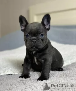 Photo №1. bouledogue - à vendre en ville de Афины | négocié | Annonce №127442