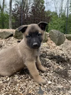 Photo №3. chiots berger belge à vendre. Arabie Saoudite