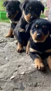 Photo №1. rottweiler - à vendre en ville de Würzburg | 189€ | Annonce №83603