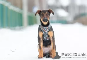 Photo №4. Je vais vendre chien bâtard en ville de Москва. annonce privée - prix - Gratuit