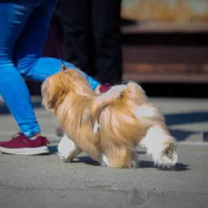 Photos supplémentaires: Chiots Lhassa apso