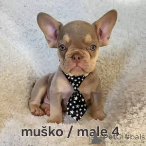 Photo №4. Je vais vendre bouledogue en ville de Trstenik.  - prix - négocié