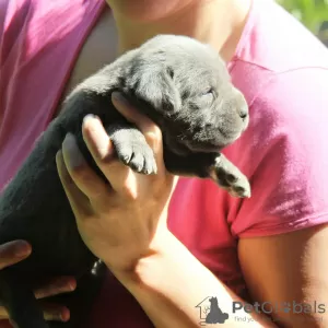 Photos supplémentaires: Chiots cane corso