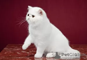 Photo №2 de l'annonce № 41775 de la vente exotic shorthair - acheter à Fédération de Russie éleveur