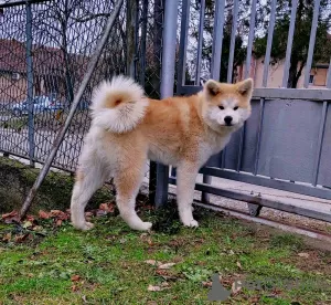 Photos supplémentaires: Chiots Akita Inu japonais