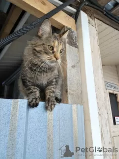 Photos supplémentaires: Kitty Lesya rêve d'une maison.