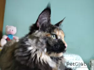 Photo №4. Je vais vendre maine coon en ville de Chisinau. de la fourrière - prix - 150€