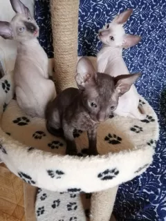 Photo №1. cornish rex - à vendre en ville de Москва | 314€ | Annonce № 6571