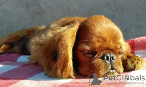 Photo №4. Je vais vendre cavalier king charles spaniel en ville de Krivoy Rog. annonce privée, de la fourrière - prix - 400€