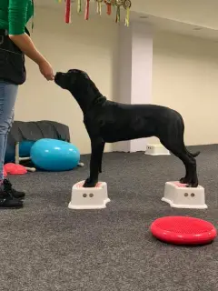 Photo №2 de l'annonce № 4482 de la vente cane corso - acheter à Lituanie de la fourrière, éleveur