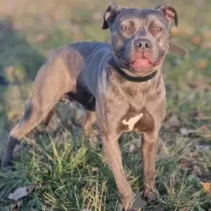 Photos supplémentaires: Chiots Pitbull Bluenose