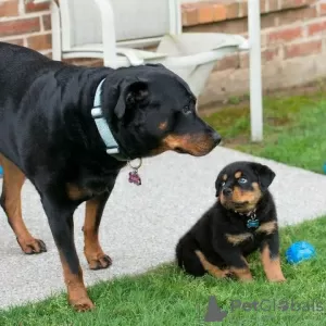 Photo №2 de l'annonce № 126357 de la vente rottweiler - acheter à Allemagne annonce privée