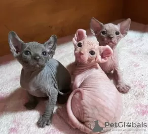 Photo №1. sphynx - à vendre en ville de Zagreb | 237€ | Annonce № 115351