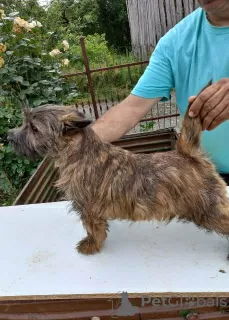 Photos supplémentaires: Cairn Terrier, chiots mâles