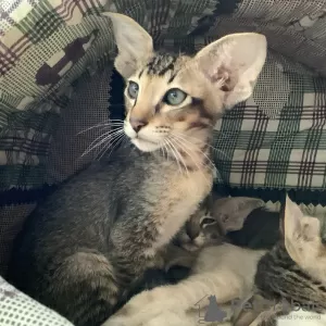 Photo №1. oriental shorthair - à vendre en ville de Kiev | 358€ | Annonce № 9870