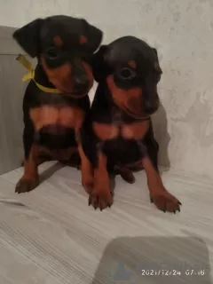 Photo №1. pinscher nain - à vendre en ville de Bobruisk | 182€ | Annonce №18286