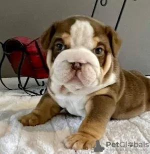 Photo №1. bulldog anglais - à vendre en ville de Центральные Афины | 284€ | Annonce №64750