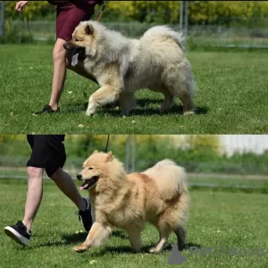 Photos supplémentaires: Chiots eurasiers