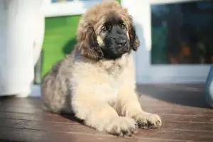 Photo №3. Chiot leonberger. Biélorussie