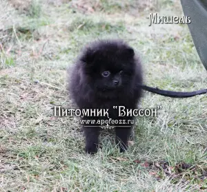 Photos supplémentaires: Beau chiot d'un spitz de Poméranie. Fille noire