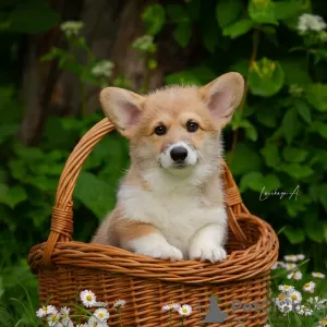 Photo №2 de l'annonce № 11300 de la vente chien bâtard - acheter à Fédération de Russie de la fourrière