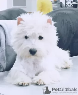 Photos supplémentaires: Un élevage propose des chiots West Highland White Terrier