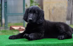 Photo №2 de l'annonce № 2928 de la vente retriever à poil plat - acheter à Fédération de Russie de la fourrière, éleveur