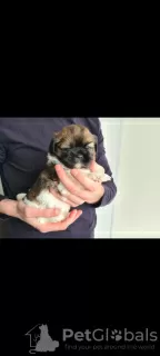 Photos supplémentaires: Chiots Shih Tzu incroyablement beaux