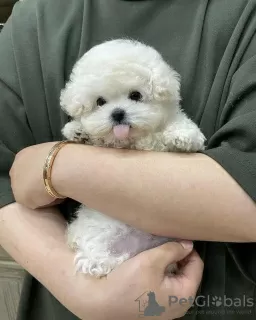 Photo №1. bichon à poil frisé - à vendre en ville de Atalanti | négocié | Annonce №88741