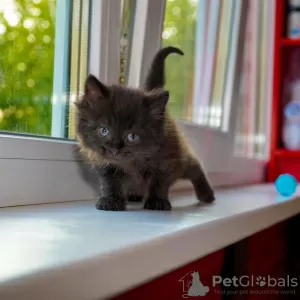 Photos supplémentaires: Le chaton est entre de bonnes mains.