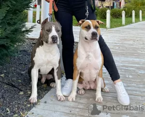 Photo №4. Je vais vendre american staffordshire terrier en ville de Chisinau. annonce privée, de la fourrière, éleveur - prix - 1200€