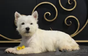 Photo №4. Je vais vendre west highland white terrier en ville de Москва. annonce privée, de la fourrière, éleveur - prix - 678€