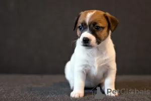 Photo №2 de l'annonce № 17623 de la vente jack russell terrier - acheter à Biélorussie de la fourrière