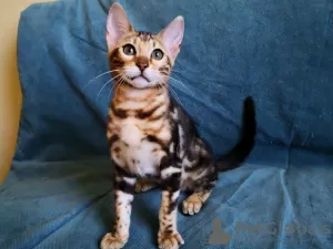 Photos supplémentaires: Chatons Bengal comme animaux de compagnie