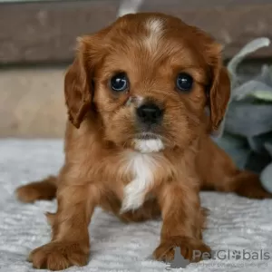 Photo №4. Je vais vendre cavalier king charles spaniel en ville de Salvador. annonce privée - prix - 279€