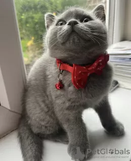 Photo №4. Je vais vendre british shorthair en ville de Berlin. annonce privée, éleveur - prix - 300€