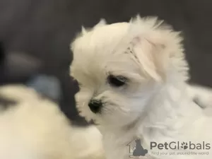 Photos supplémentaires: Vente de chiots d'élite du bichon maltais avec un excellent pedigree