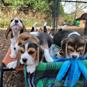 Photo №4. Je vais vendre beagle en ville de Гамбург. annonce privée - prix - 423€