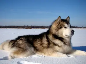 Photo №2 de l'annonce № 768 de la vente malamute de l'alaska - acheter à Fédération de Russie de la fourrière