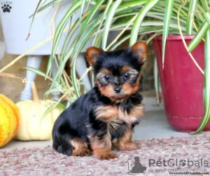 Photo №2 de l'annonce № 63810 de la vente yorkshire terrier - acheter à Allemagne 