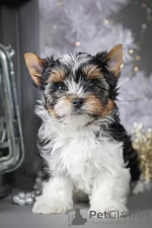 Photo №1. biewer yorkshire terrier - à vendre en ville de Kropivnitsky | 573€ | Annonce №8677