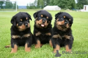 Photo №1. rottweiler - à vendre en ville de Салоники | 350€ | Annonce №76556